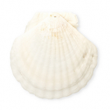 Shell pendants 