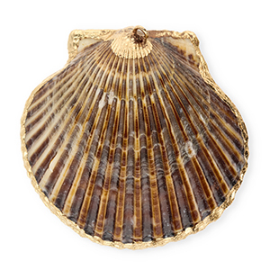 Shell pendants specials scallop Dark Brown-Gold